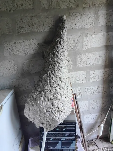 Nid géant dans une dépendance — Près d'un mètre de papier gris en écailles, construit à l'abri d'un local. Décroché et évacué une fois la colonie traitée.